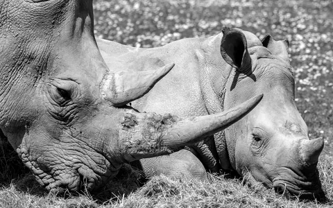 Northern Kenya Wildlife & Conservation Safari