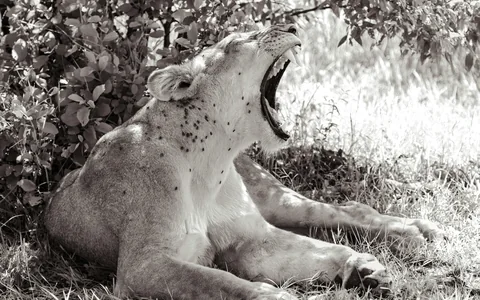 Samburu - Northern Easter Escape
