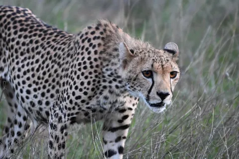 Gepard in Kenia
