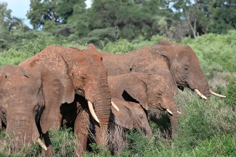 Umherziehende Elefanten im Meru-Nationalpark