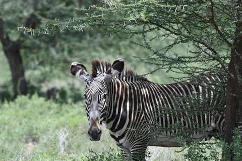 Landschaft bei Meru, Kenia