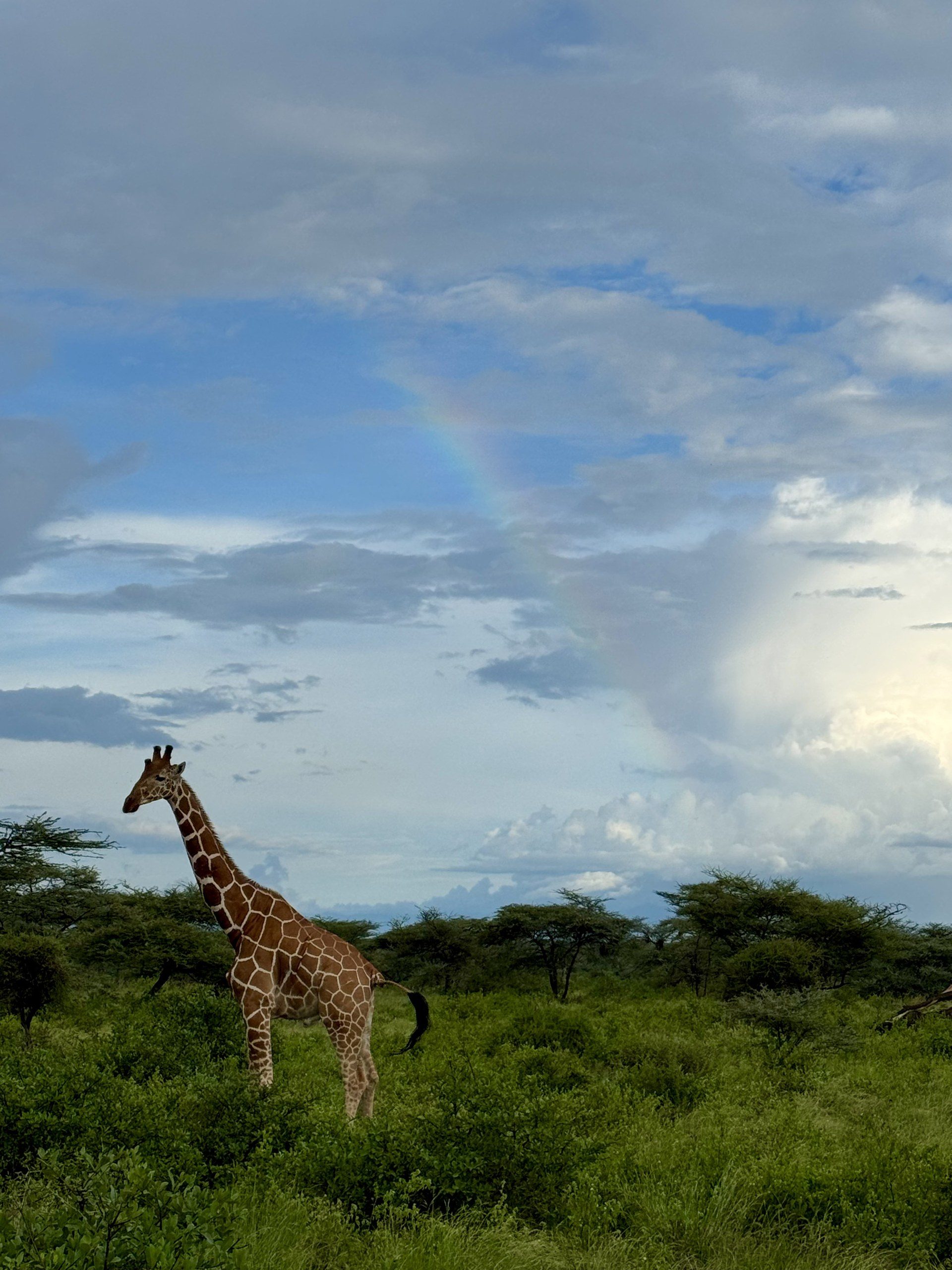 Giraffe in Kenya
