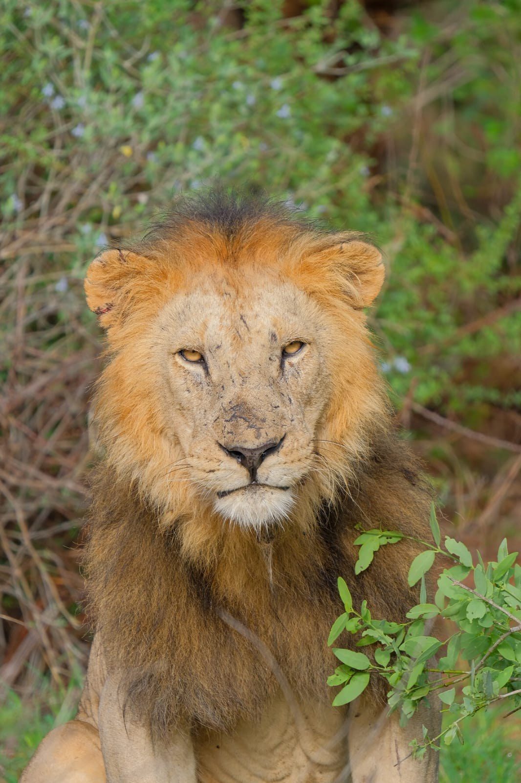 Lion in Kenya